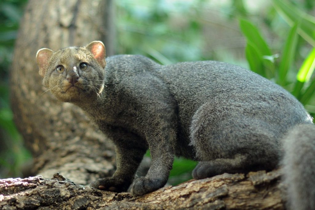 jaguarundi-lambayeque Pequeño felino llamado jaguarandi en un árbol