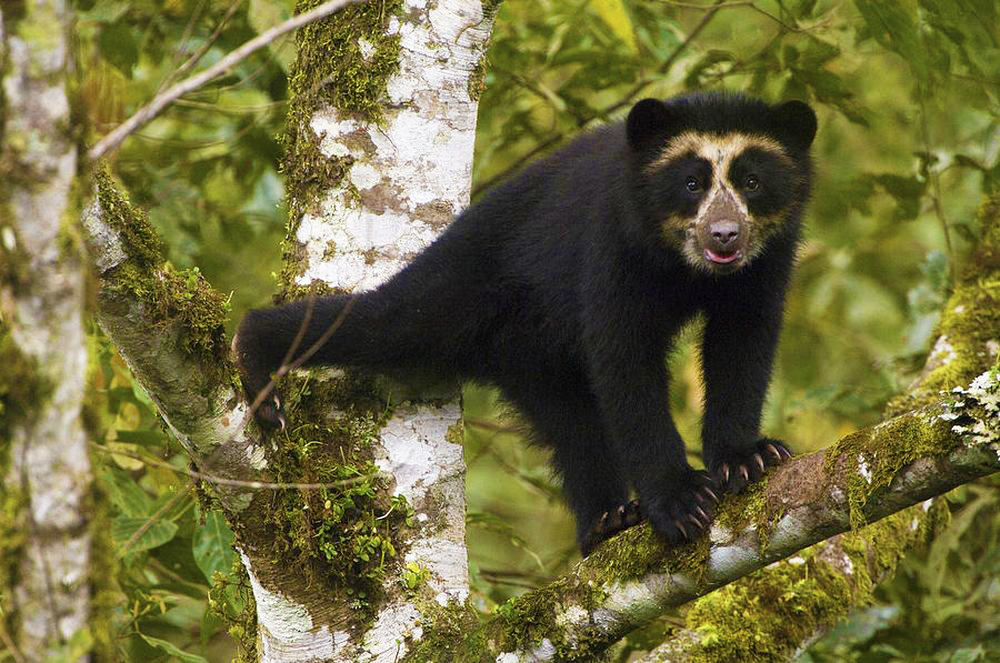 oso-anteojos Oso de Anteojos sobre las ramas de un árbol