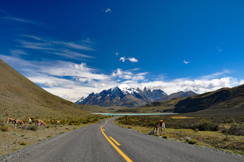laguna-amarga guanaco en el camino a cordón montañoso en torres del paine