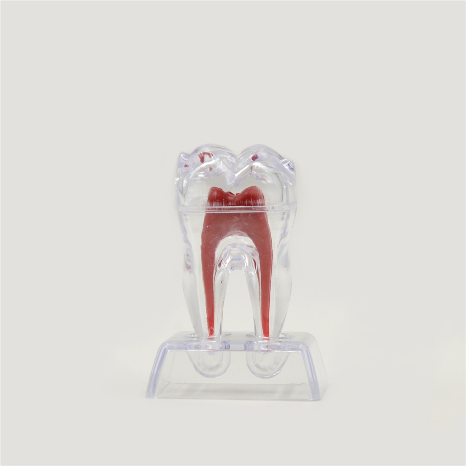 teeth model 01.jpg