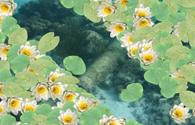 Lilypad Pond - interactive app thumbnail