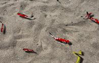 Sandy Fish Pond - interactive app thumbnail
