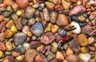 Rocky Pond - interactive app thumbnail