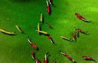 Green Mat Fish - interactive app thumbnail