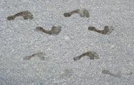 Wet Footprints - interactive app thumbnail