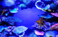 3D Coral Reef - interactive app thumbnail