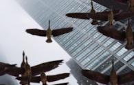 Toronto Skyscraper Bird Confetti - interactive app thumbnail