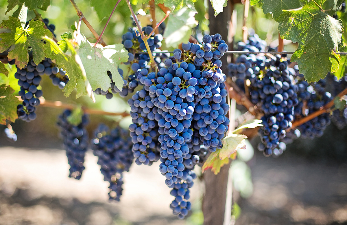 Spirits of Independence American Brandy Distiller