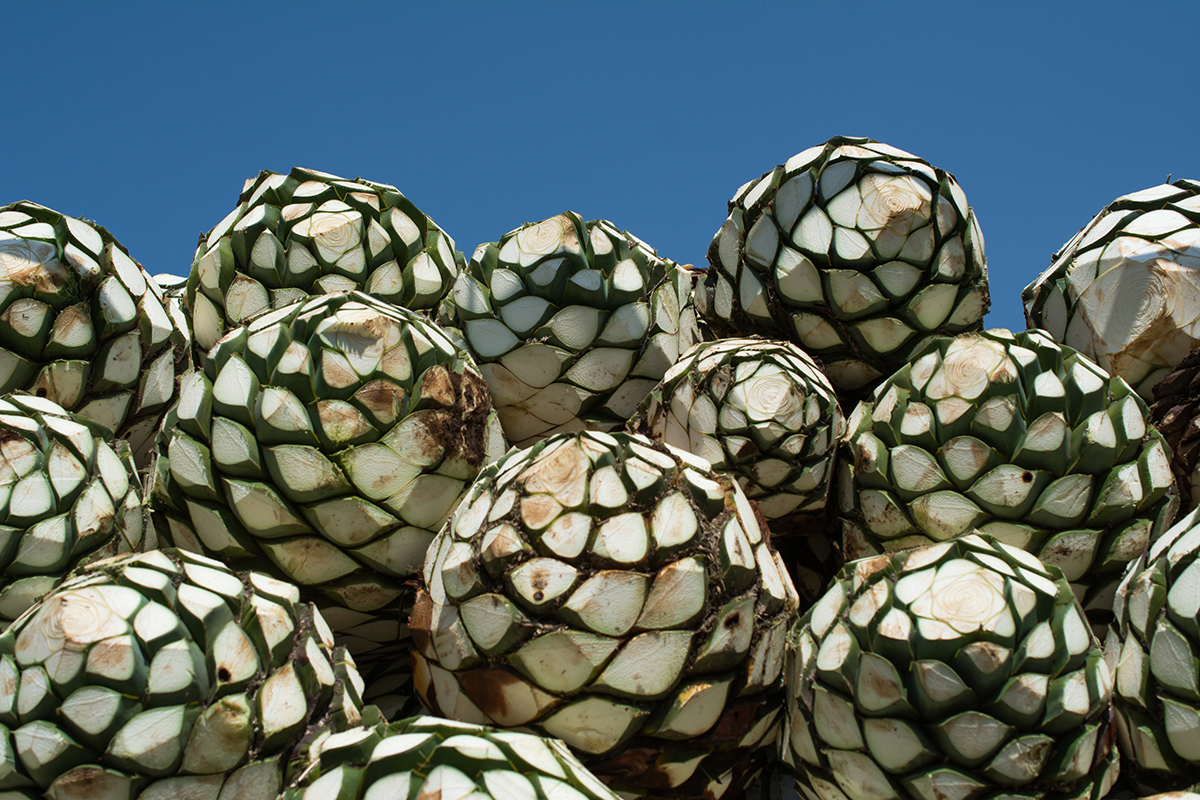 Tequila & Mezcal It's All About the Agave Distiller