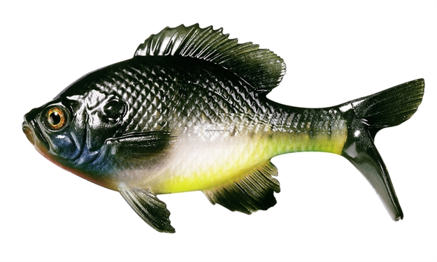 Picture of 13 Fishing The Gill - Swimbait - 5.25" - Natural Bluegill