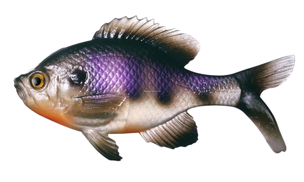 Picture of 13 Fishing The Gill - Swimbait - 5.25" - Natural Dark Bluegill