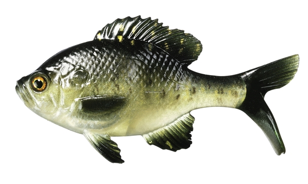 Picture of 13 Fishing The Gill - Swimbait - 5.25" - Rusty Bream