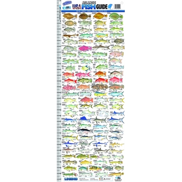 Picture of Afn Atlantic Fish ID Ruler