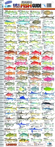 Picture of Afn Fish Guide Ruler Florida Usa