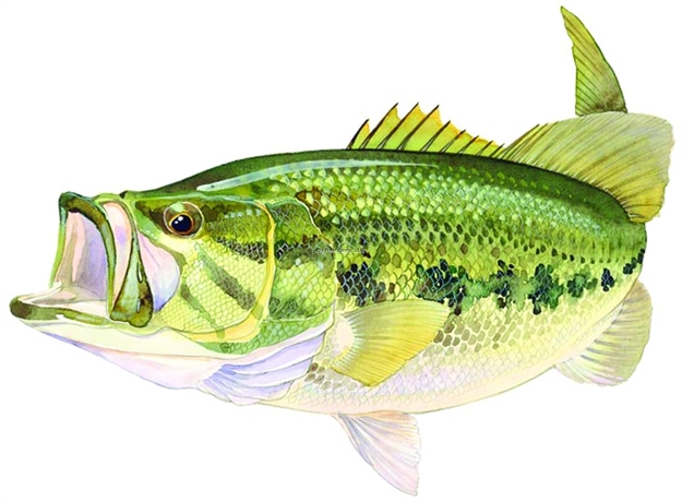 Picture of Afn Large Mouth Bass Decal