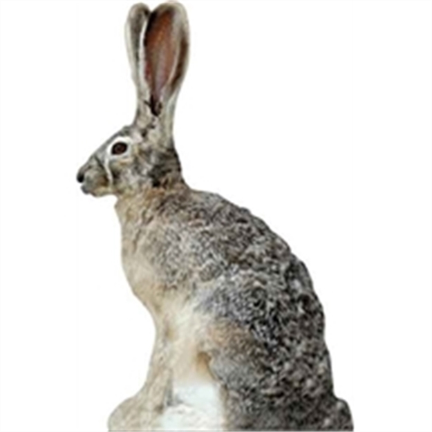Picture of Altus Brands, Llc Phantom Decoy Jack Rabbit