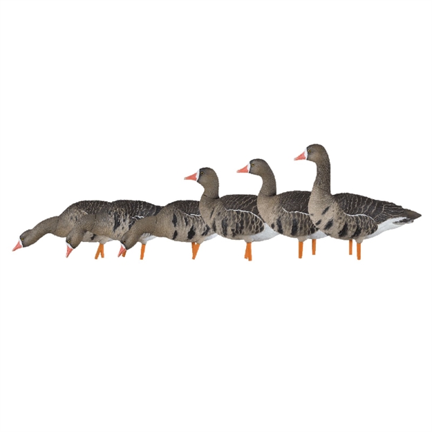 Picture of Avian-X Axp Specklebelly Fusion Pack