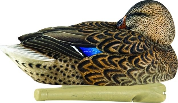 Picture of Avian-X Topflight Floating Duck Decoy, Preener/Rester Mallard, Pack OF 6