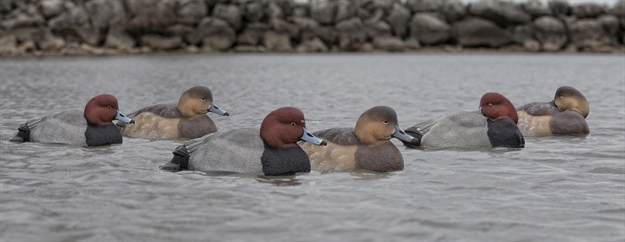 Picture of Avian-X Top Flight Floating Duck Decoy Red Head 6 Pack