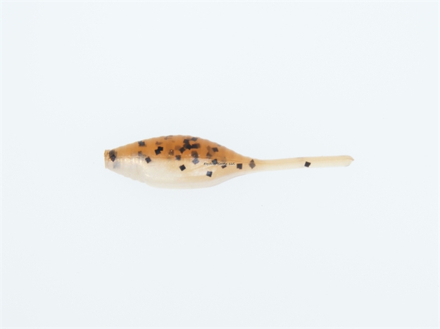 Picture of Bass Assassin Tiny Shad Assassin Swimbait, 1 1/2", Pumpkinseed Shad, 15/Pack