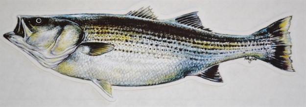 Picture of Blue Water Candy Fish Decal Striped Bass