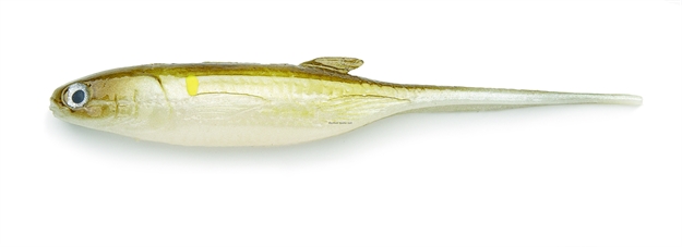 Picture of Castaic Jerky J 5" Ayu