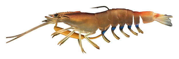 Picture of Chasebaits Flick Prawn 3.7" - Native Prawn