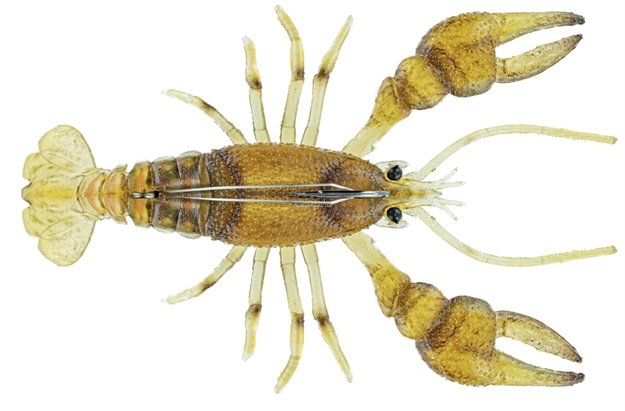 Picture of Chasebaits Mud Bug 2.75" Rootbeer