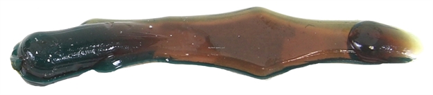 Picture of Clam Maki Leechi 1", Motor Oil