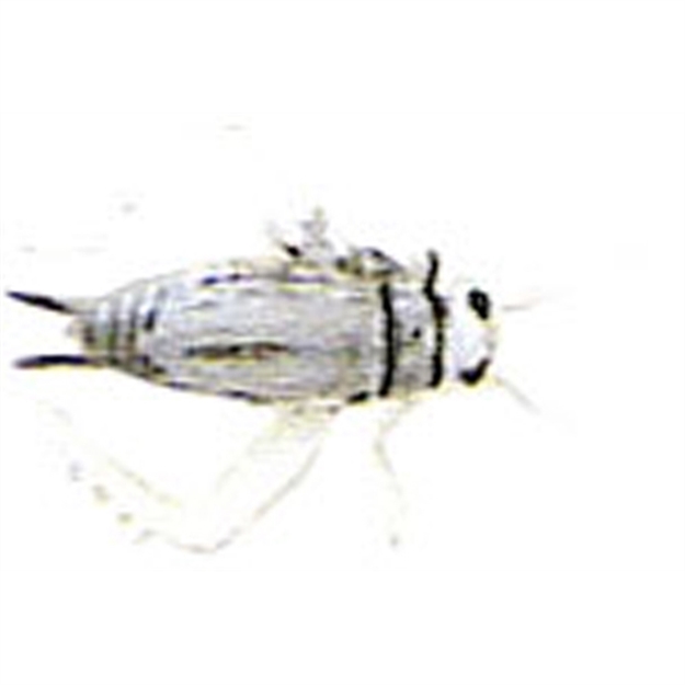 Picture of Creme Lures Cricket Gray 2/Cd #8Hk