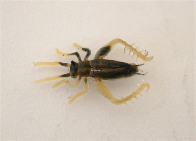 Picture of Creme Lures Small Brown Cricket, 2/Pack