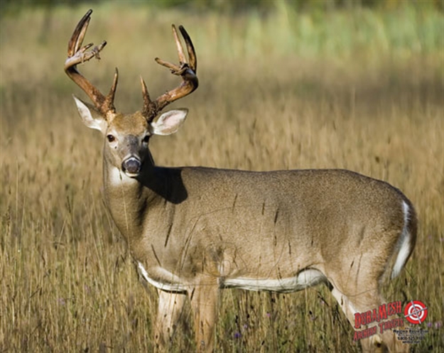 Picture of Dura Mesh Mesh Archery Target Broad Side Whitetail Target 25"X32"