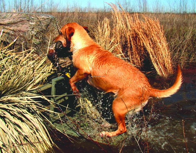 Picture of Great Day Inc Load-A-Pup Hunting Dog Loading Platform 14"X20" WT Cap 200Lbs