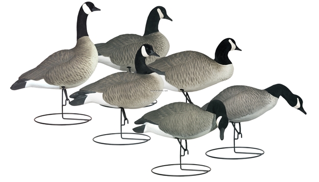 Picture of Hard Core Rugged Series FB Canada Goose Touchdown 6 Pack - Flocked Head