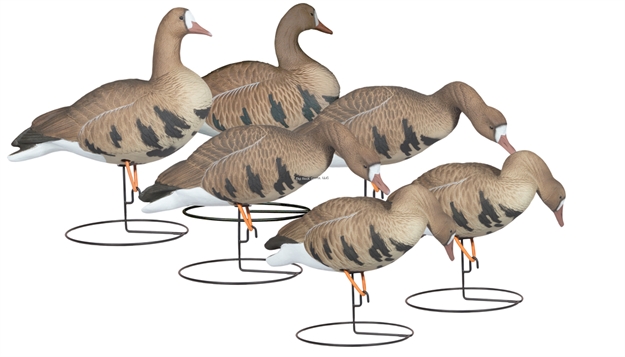 Picture of Hard Core Rugged Series FB Specklebelly Goose 6 Pack Touchdown - Painted