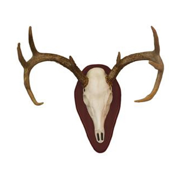 Picture of Hunters Specialties European Half Skull Deer Mounting Kit 01637
