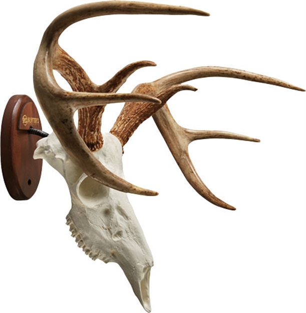 Picture of Hunters Specialties Euro Full Skull Antler Mounting Kit