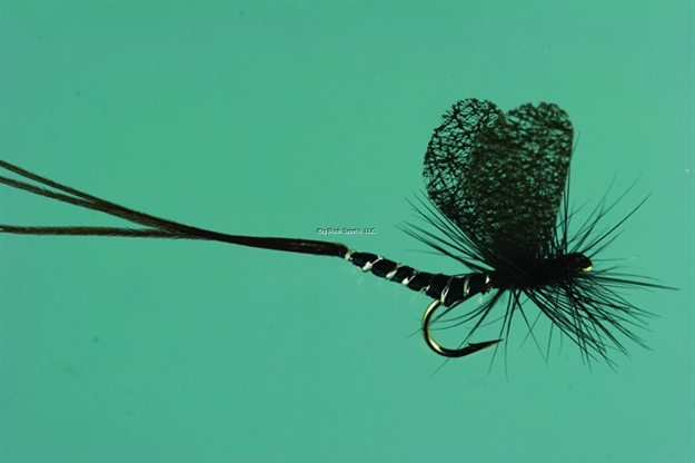 Picture of Jackson Cardinal Dry Fly, #12, Black Mayfly