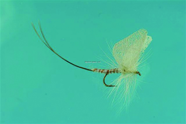 Picture of Jackson Cardinal Dry Fly, #14, Cream Mayfly