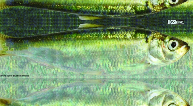 Picture of Jigskinz Real Life Blueback Herring 200 X 110Mm, 7 7/8" X 4 1/3" Large, 4-Pack