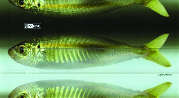 Picture of Jigskinz Real Life Cigar Minnow 200 X 110Mm, 7 7/8" X 4 1/3" Large, 4-Pack