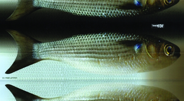 Picture of Jigskinz Real Life Mullet 140 X 70Mm, 5 1/2" X 2 3/4" Small, 4-Pack