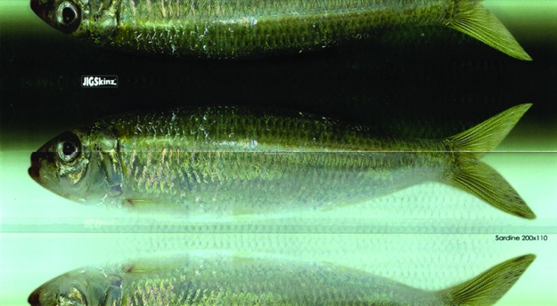 Picture of Jigskinz Real Life Sardine 140 X 70Mm, 5 1/2" X 2 3/4" Small, 4-Pack