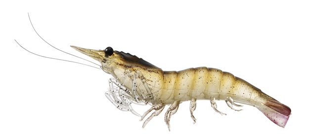 Picture of Livetarget Rigged Shrimp Soft Bait W/Rattle, 3", 1/4 Oz, Brown, Sinking, 4/Pack