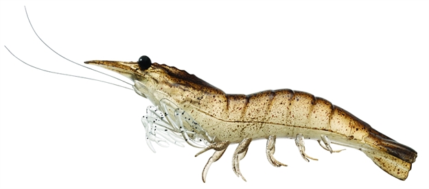 Picture of Livetarget Rigged Shrimp Soft Bait W/Rattle, 3", 1/4 Oz, Sand, Sinking, 4/Pack