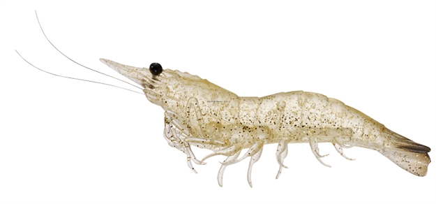 Picture of Livetarget Rigged Shrimp Soft Bait W/Rattle, 4", 1/2 Oz, Glass, Sinking, 4/Pack