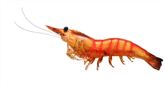 Picture of Livetarget Rigged Shrimp Soft Bait W/Rattle, 4", 1/2 Oz, Pink, Sinking, 4/Pack