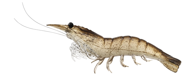 Picture of Livetarget Rigged Shrimp Soft Bait W/Rattle, 4", 1/2 Oz, Sand, Sinking, 4/Pack