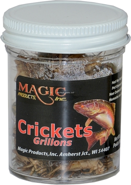 Picture of Magic Bait Preserved Crickets, 1/2 OZ Jar