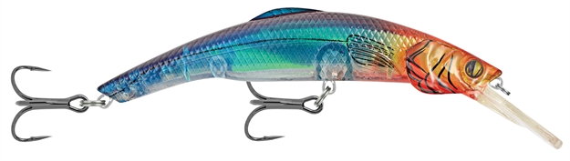 Picture of Matzuo Kinchou 9 Boysenberry